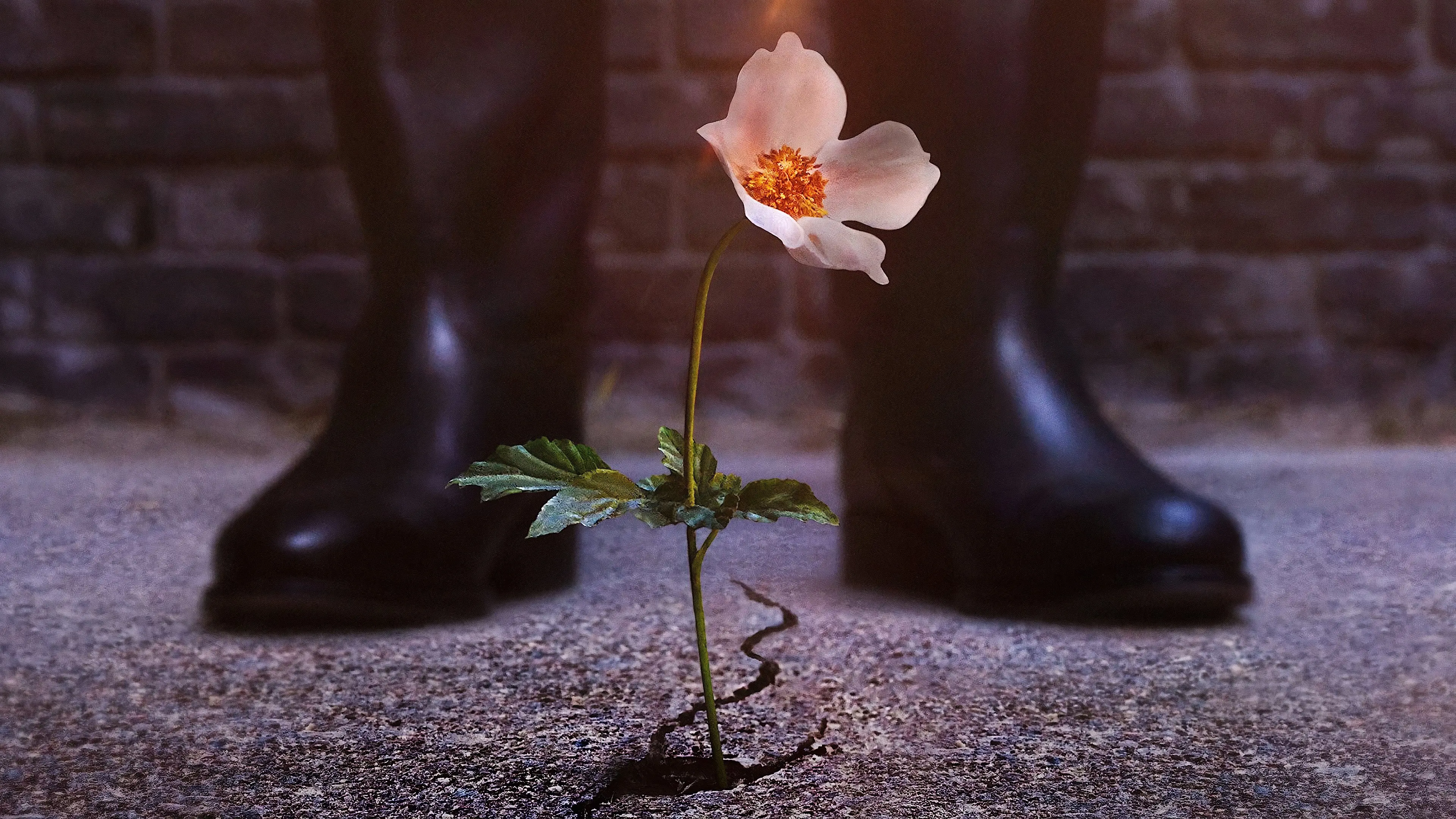 The Man in the High Castle backdrop