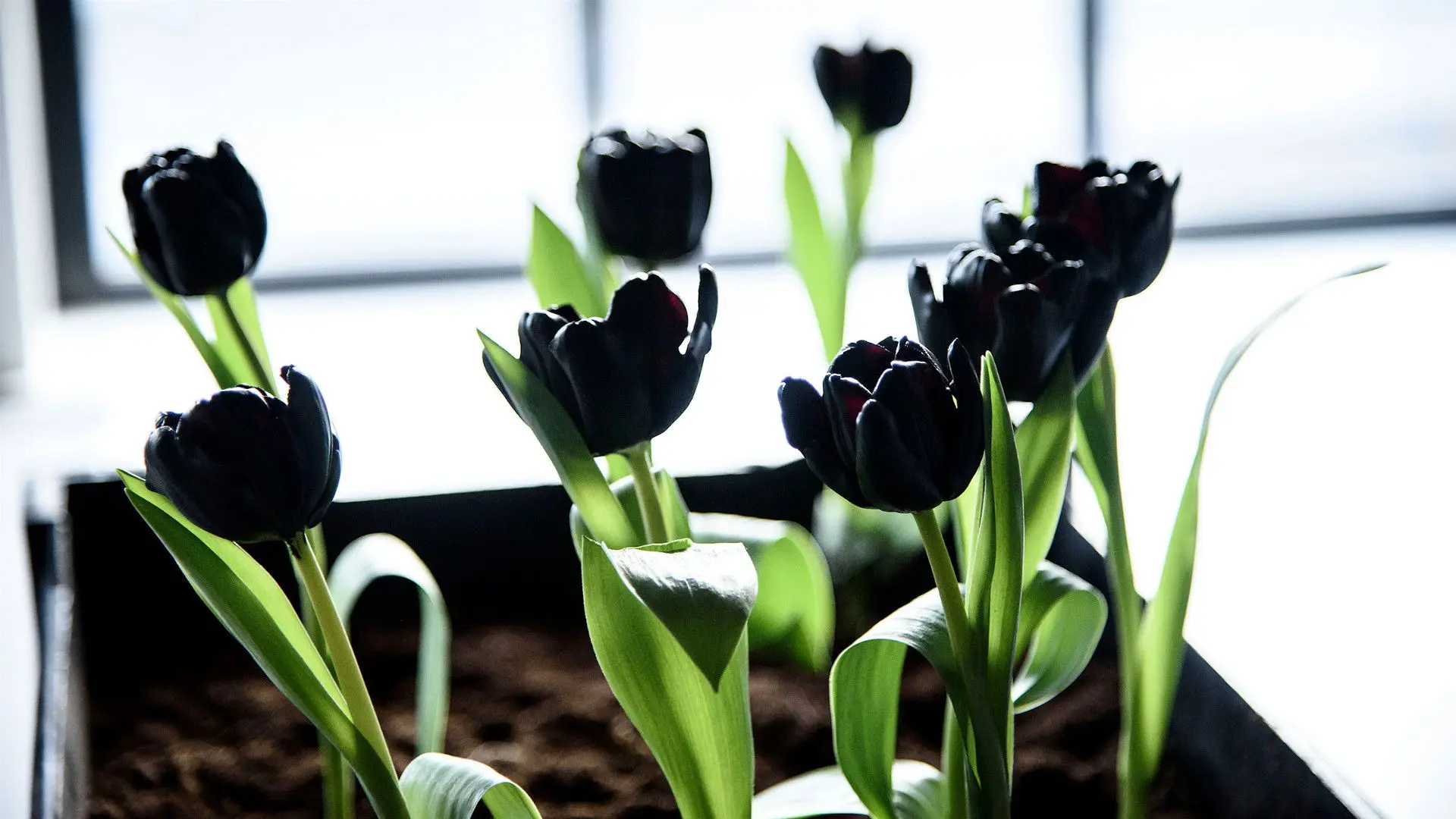 Black Tulip backdrop