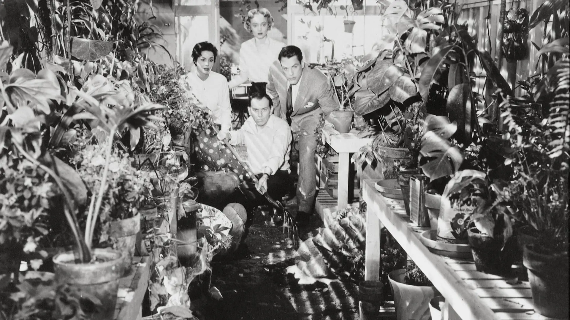 Invasion of the Body Snatchers backdrop