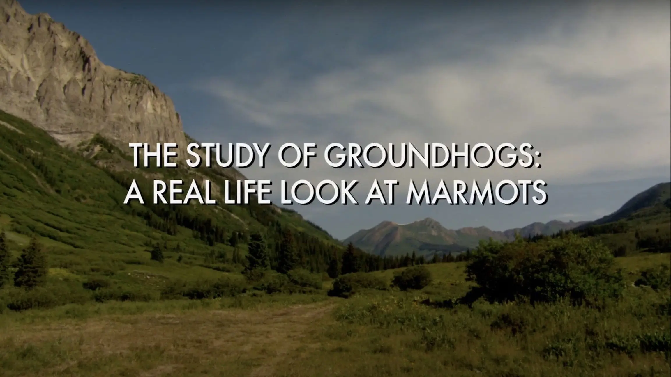 The Study Of Groundhogs: A Real Life Look At Marmots backdrop