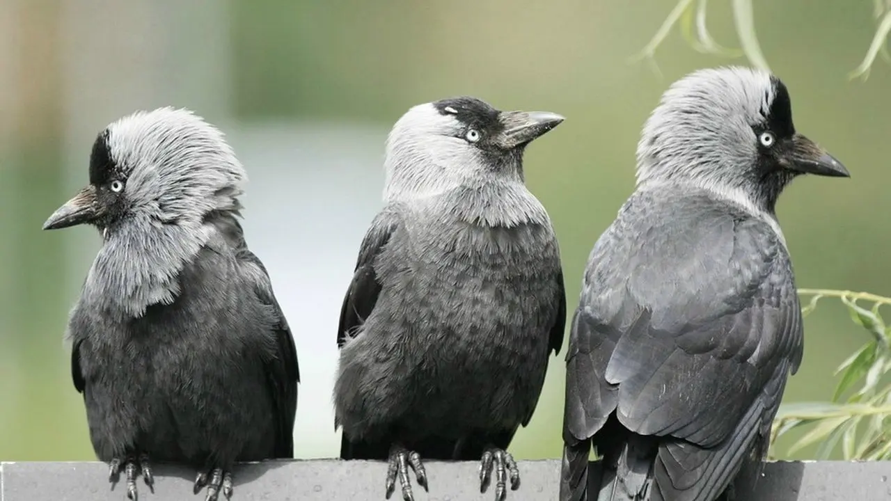 Bird Brain backdrop
