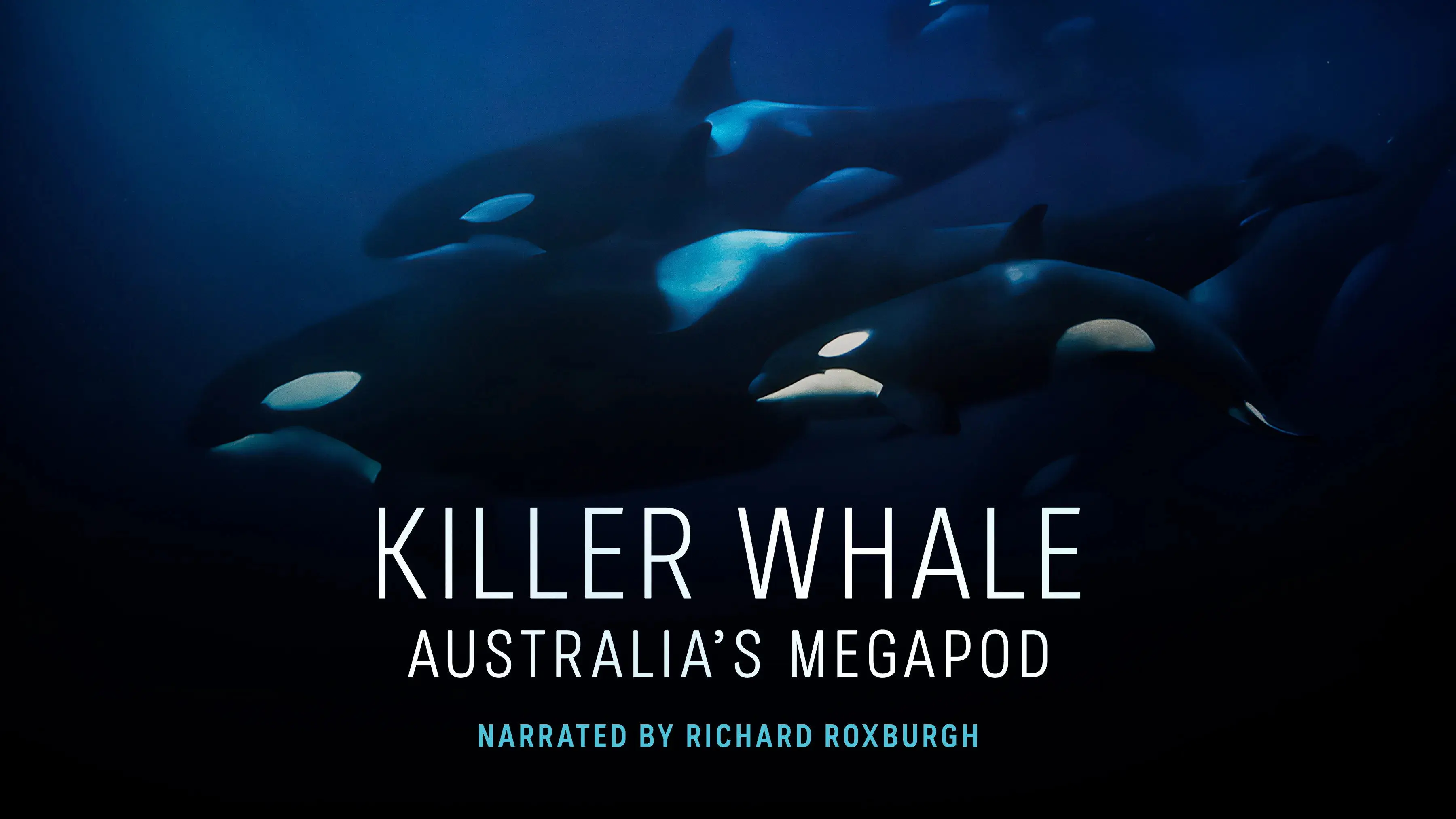 Killer Whale: Australia's Megapod backdrop