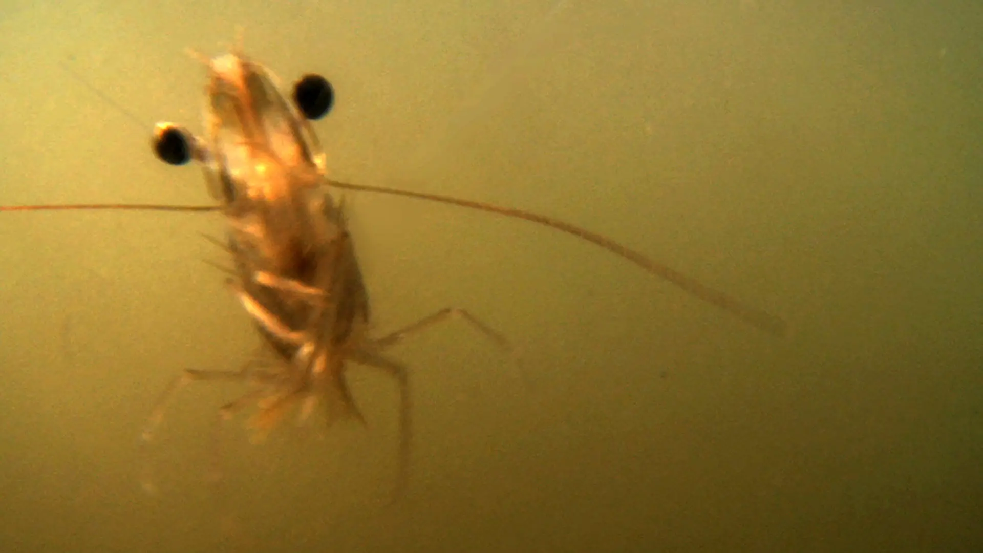 The Shrimp backdrop