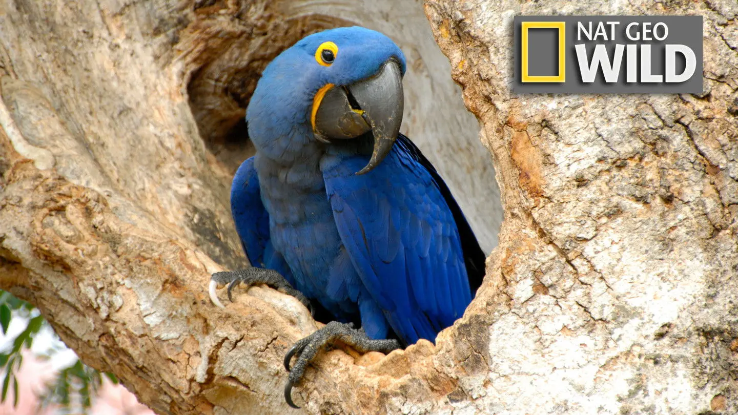 Wildest Latin America backdrop