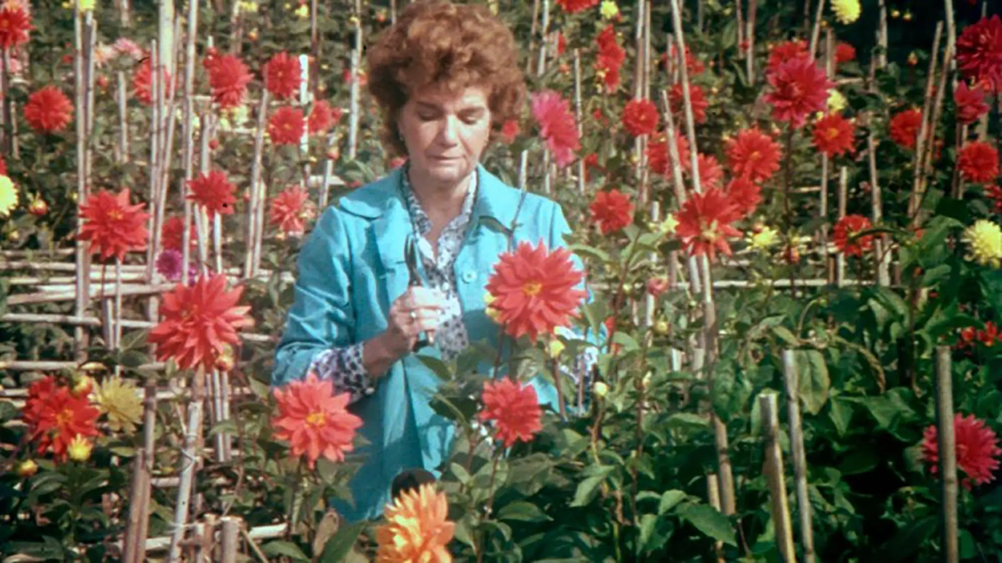 Visit, or Memories and Confessions backdrop