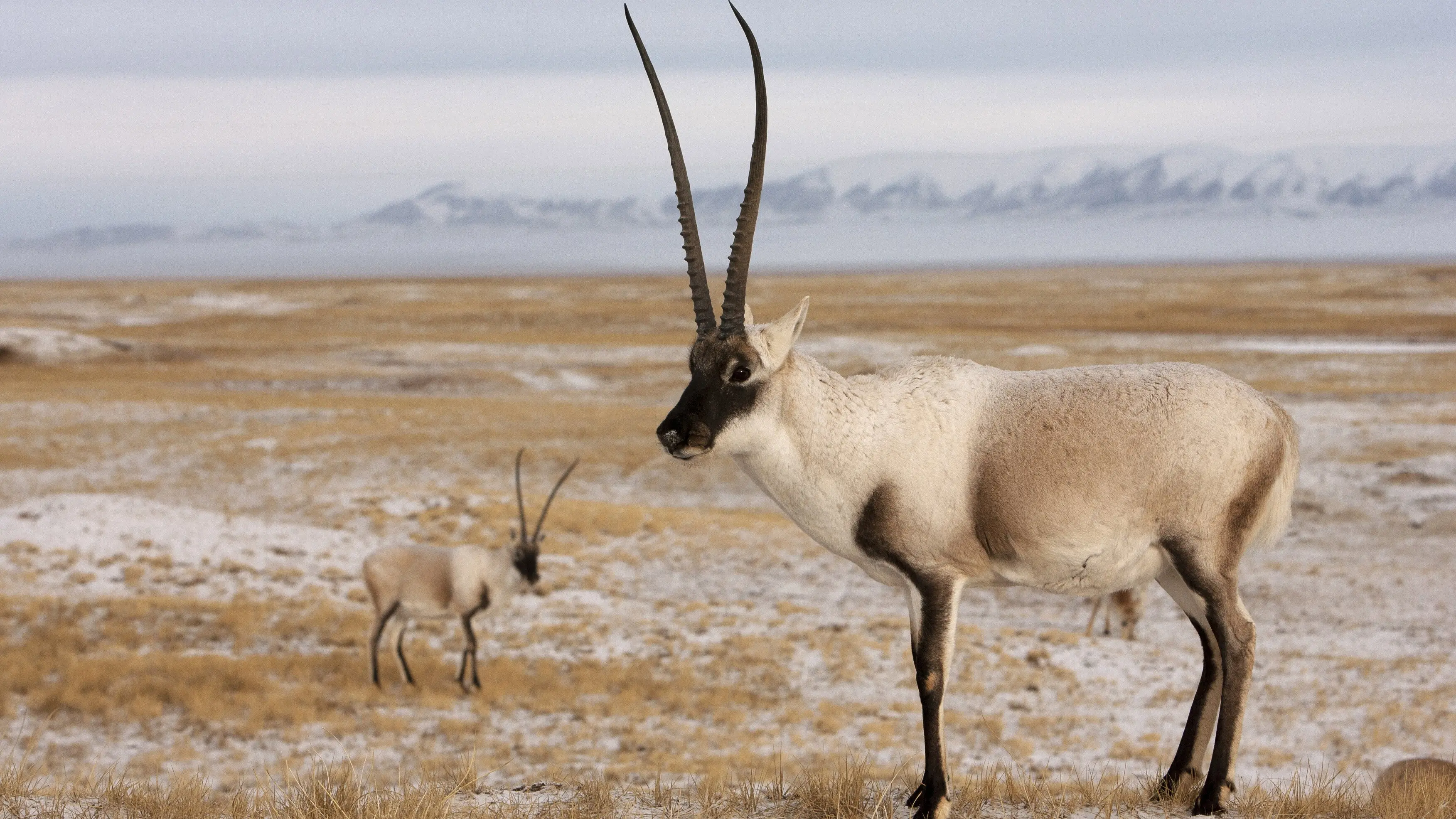 Rare Survivors: China's Iconic Wildlife backdrop