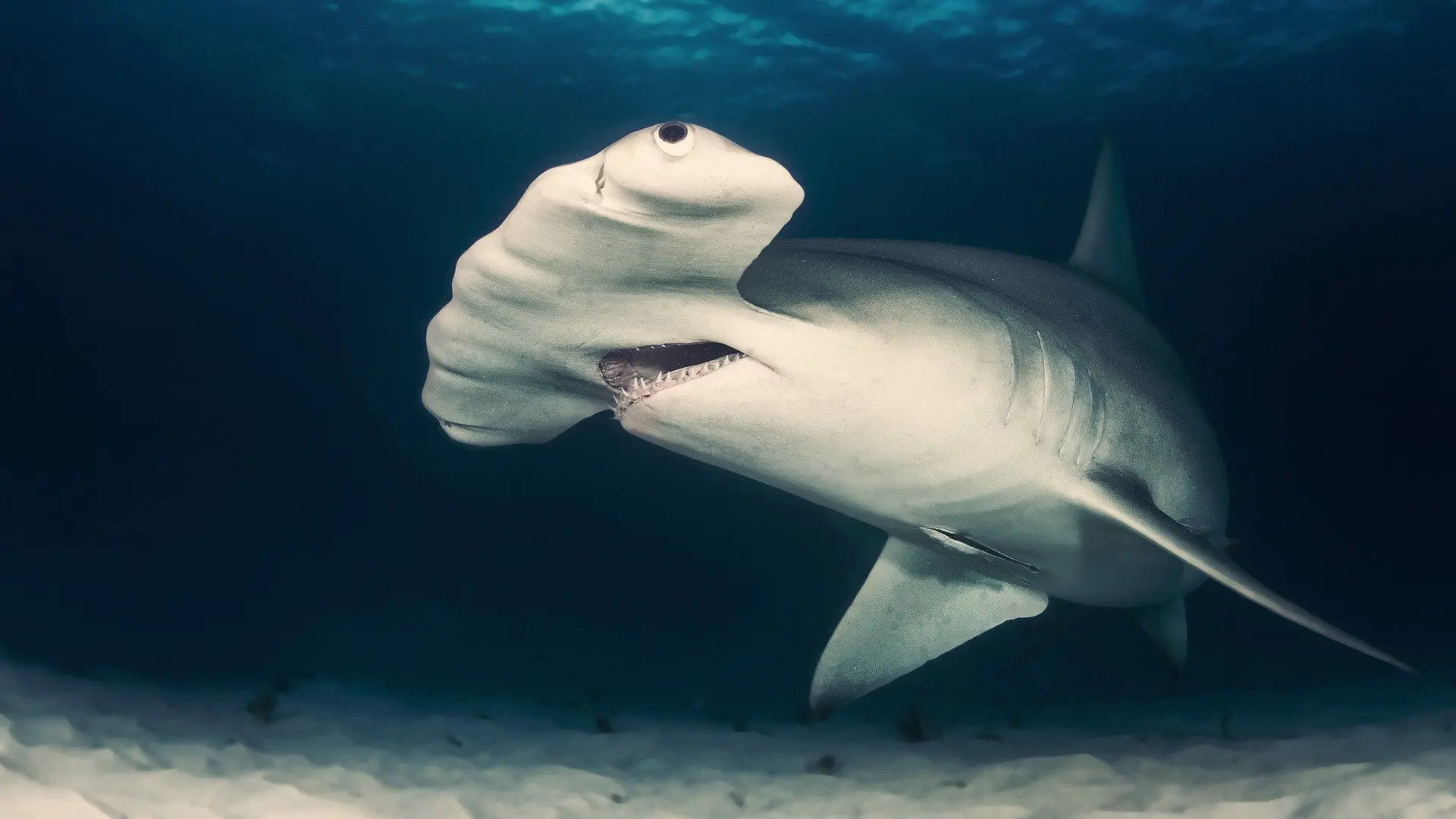 Cuba's Secret Shark Lair backdrop