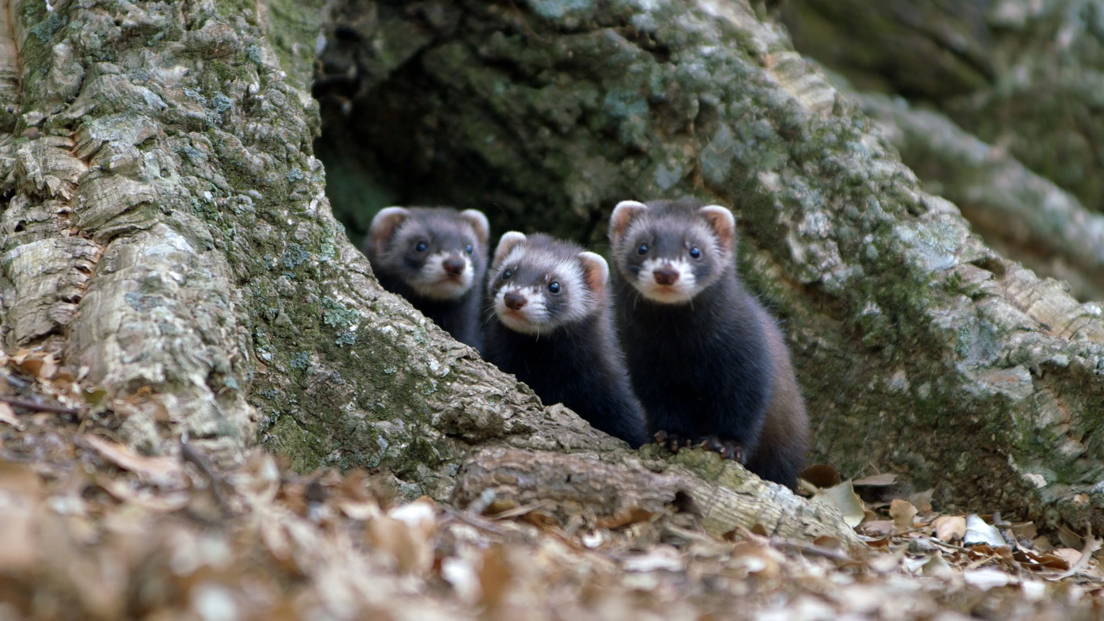 Polecat – Europe’s Relentless Hunter backdrop