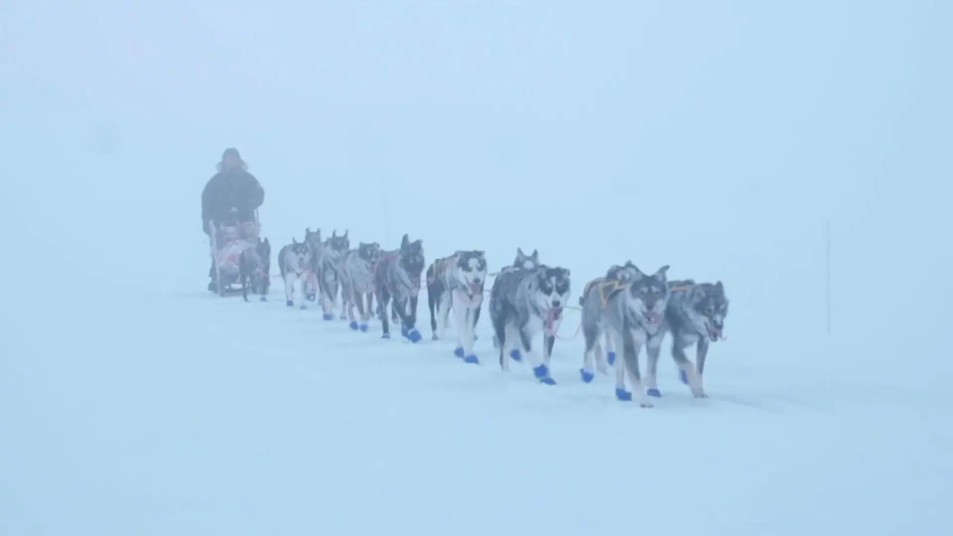 Monsen and the dogs backdrop