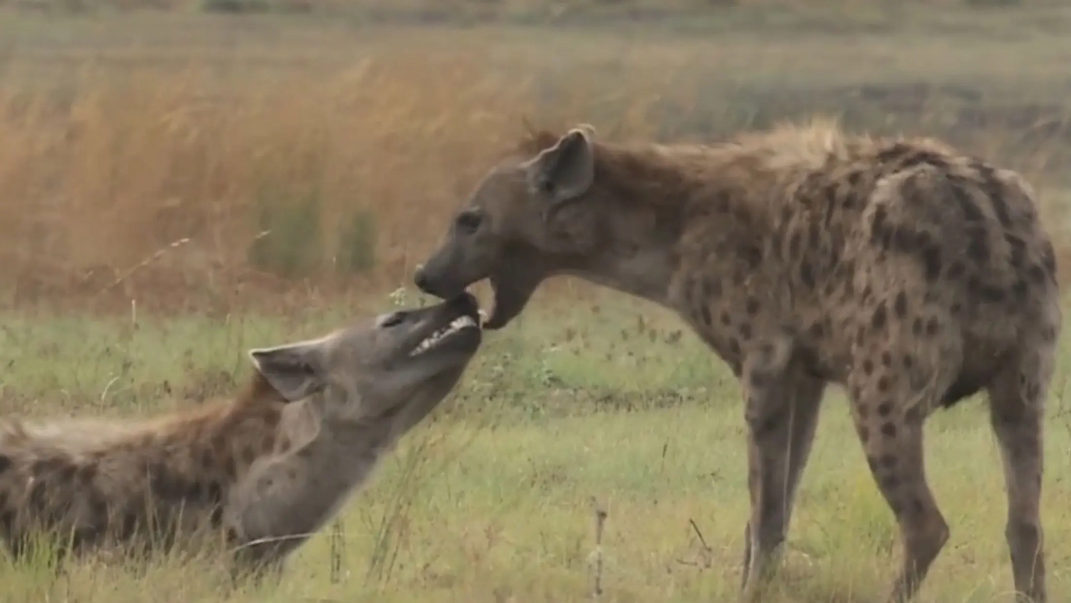 Bonecrusher Queens backdrop