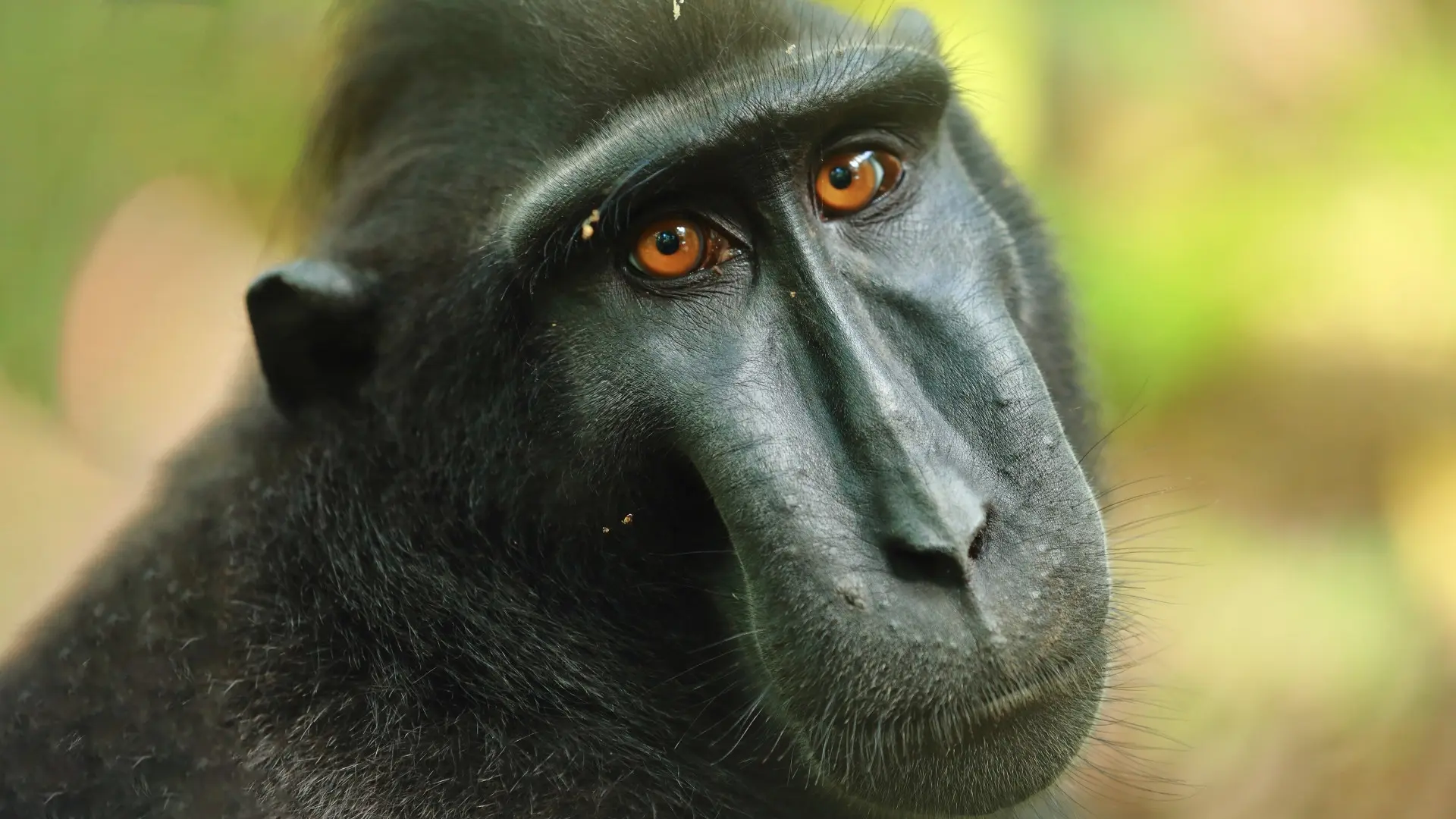 Islands in Time: A Wildlife Odyssey backdrop