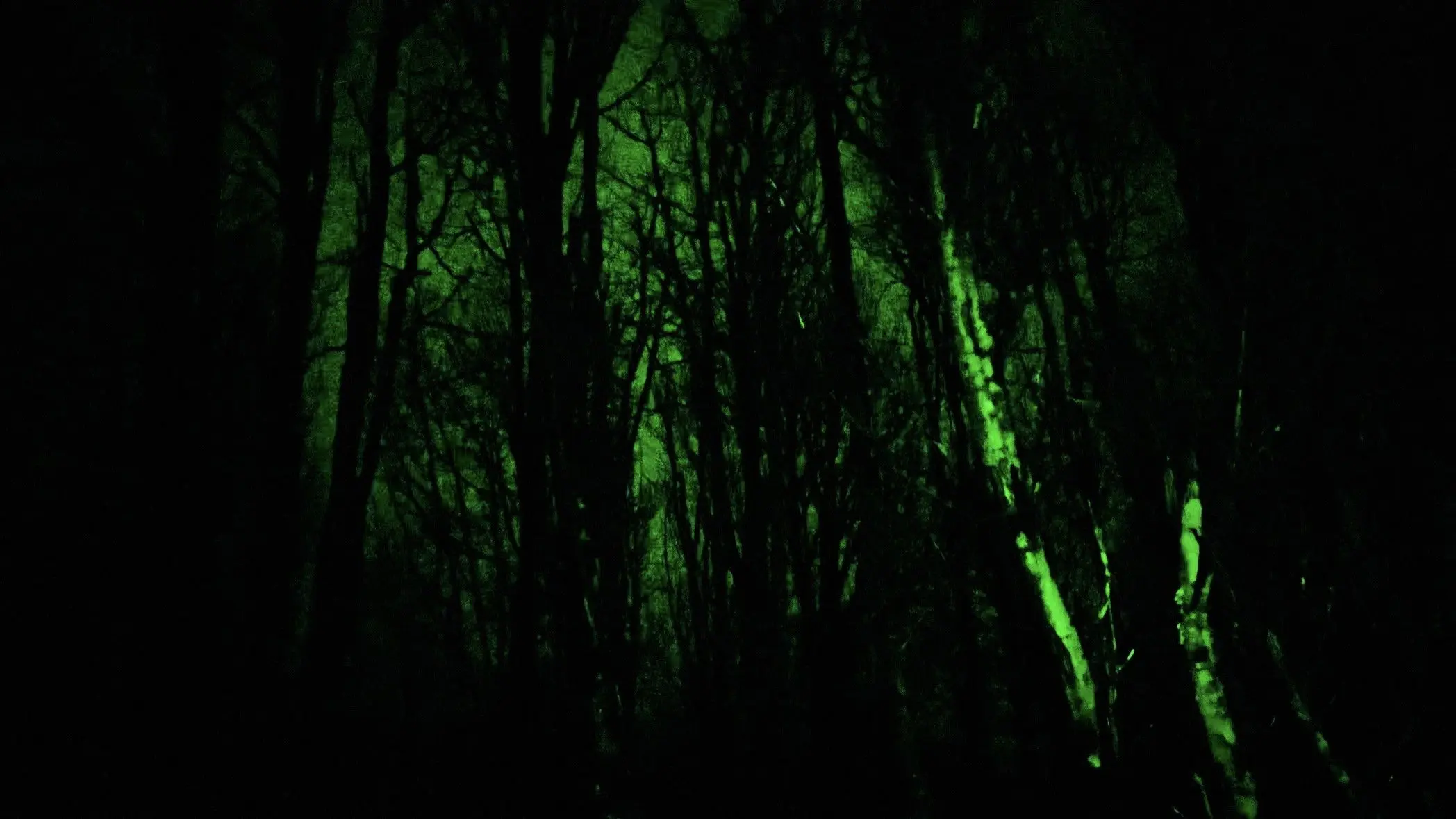 Tree-Seekers backdrop