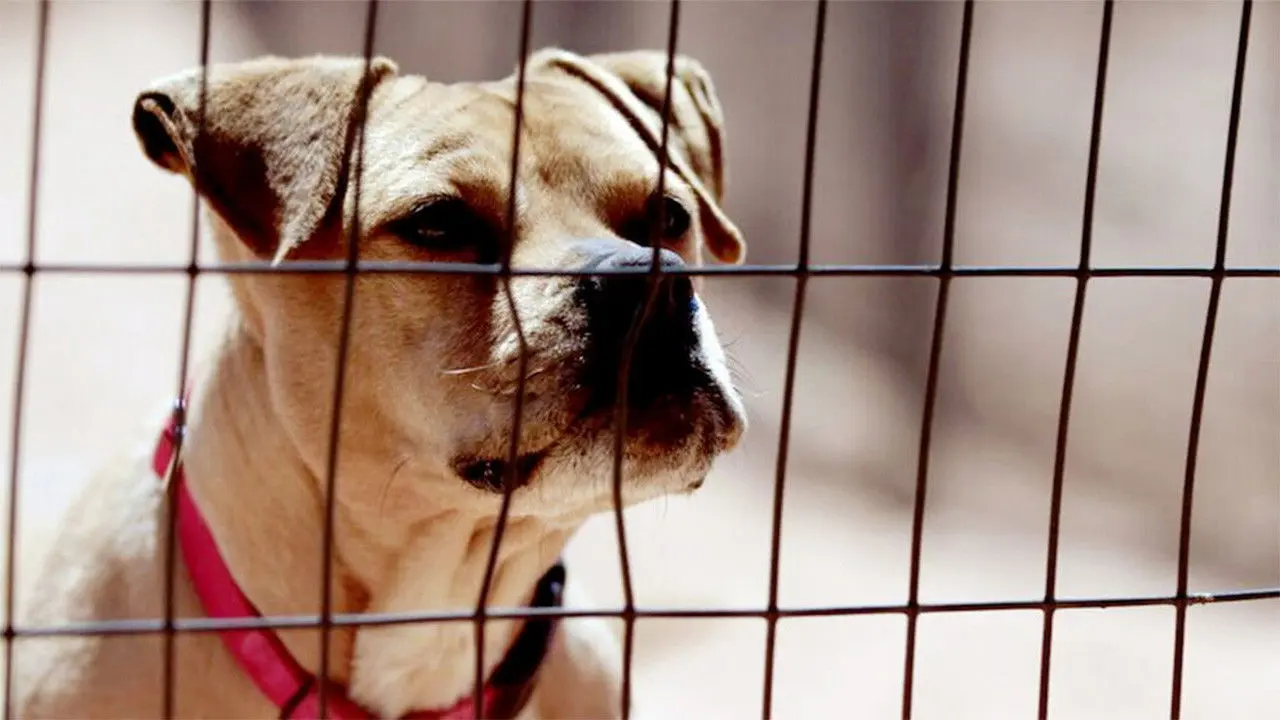 The Champions backdrop