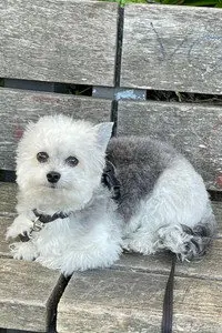 Dixon