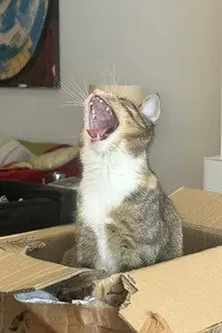 Miu