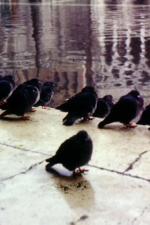 City by the Sea, or how to survive in Venice