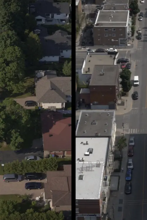 Neighbors in My Backyard