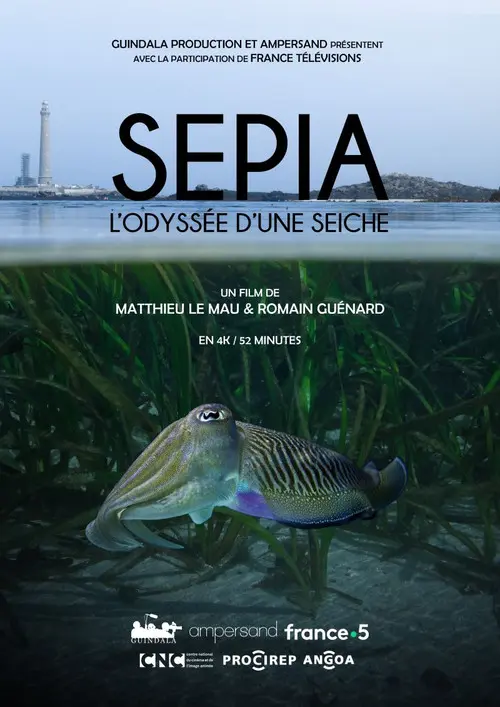 Sépia, l'odyssée d'une seiche