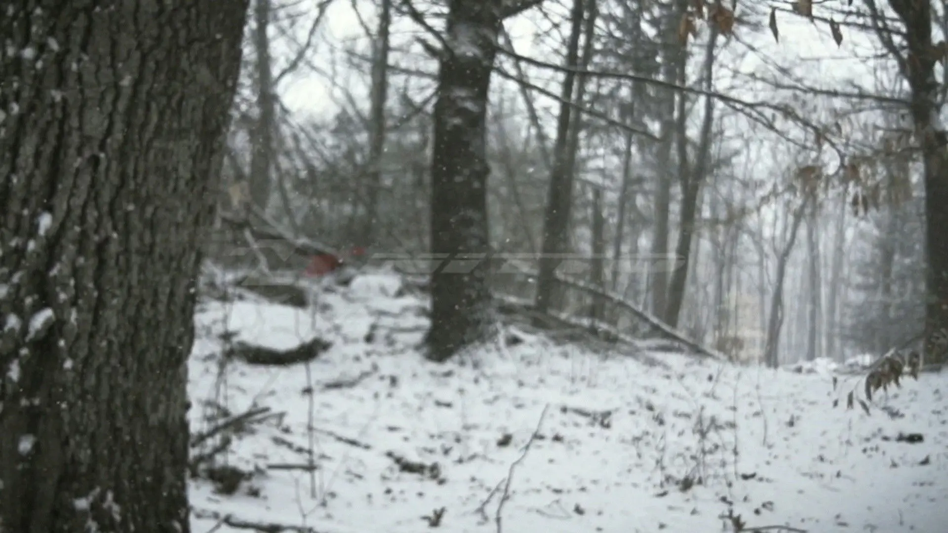 Element of Survival backdrop