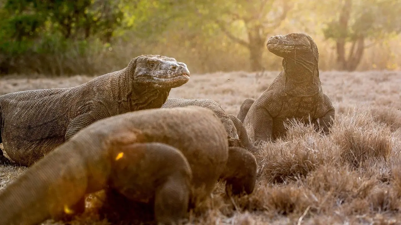 Wild Indonesia backdrop