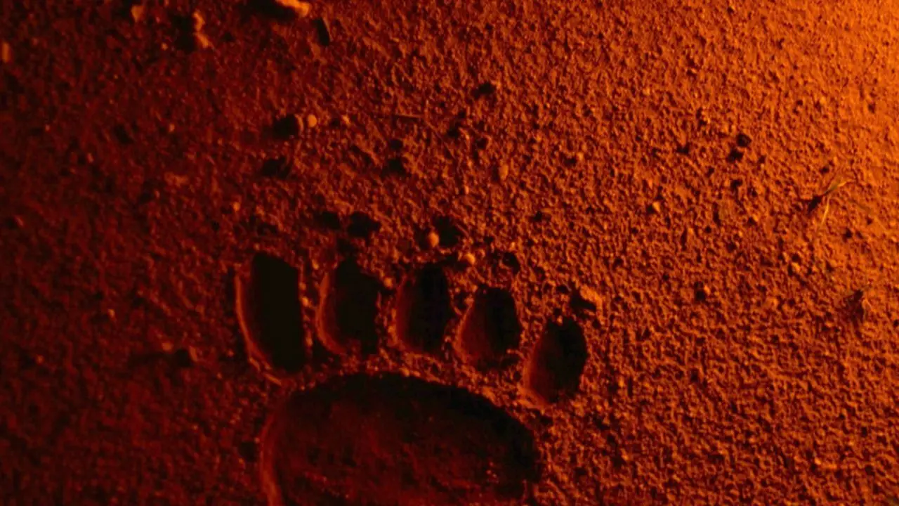 Bears Discover Fire backdrop