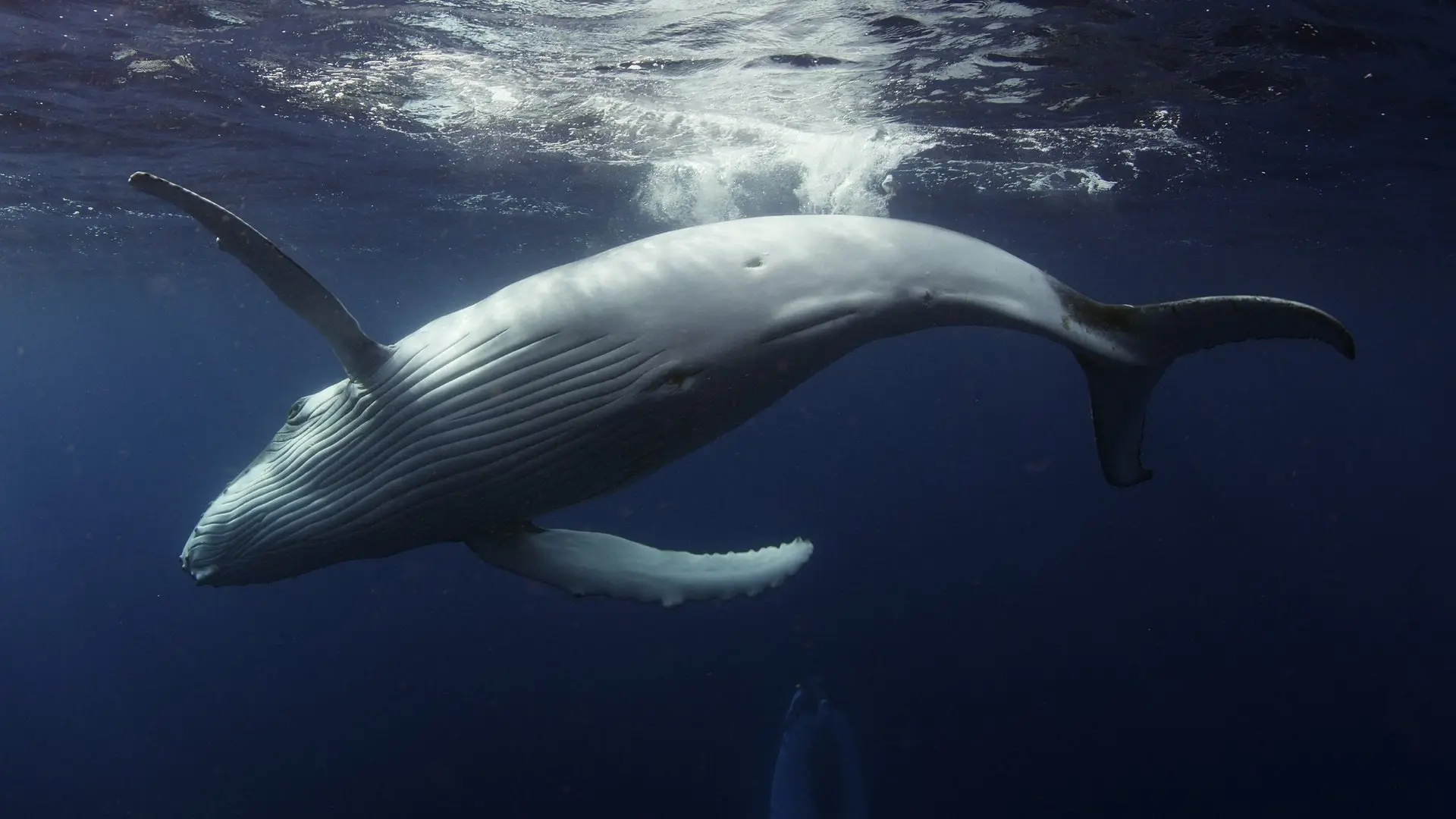 Ocean Odyssey backdrop