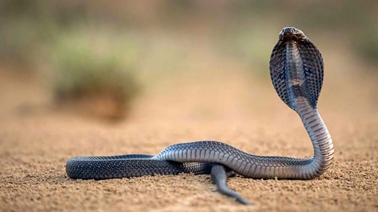 One Million Snake Bites backdrop