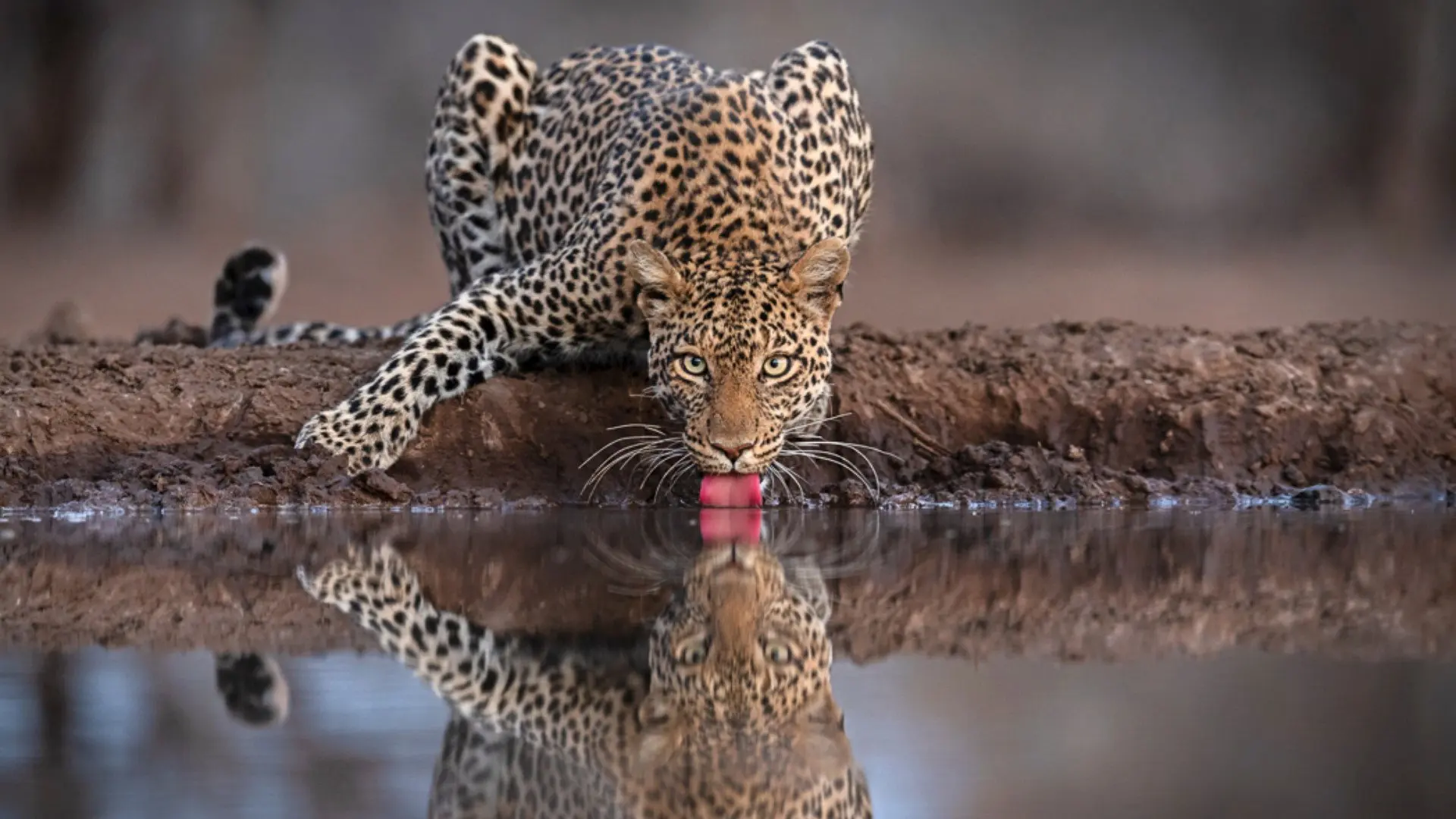 Mashatu: Land of Leopards backdrop