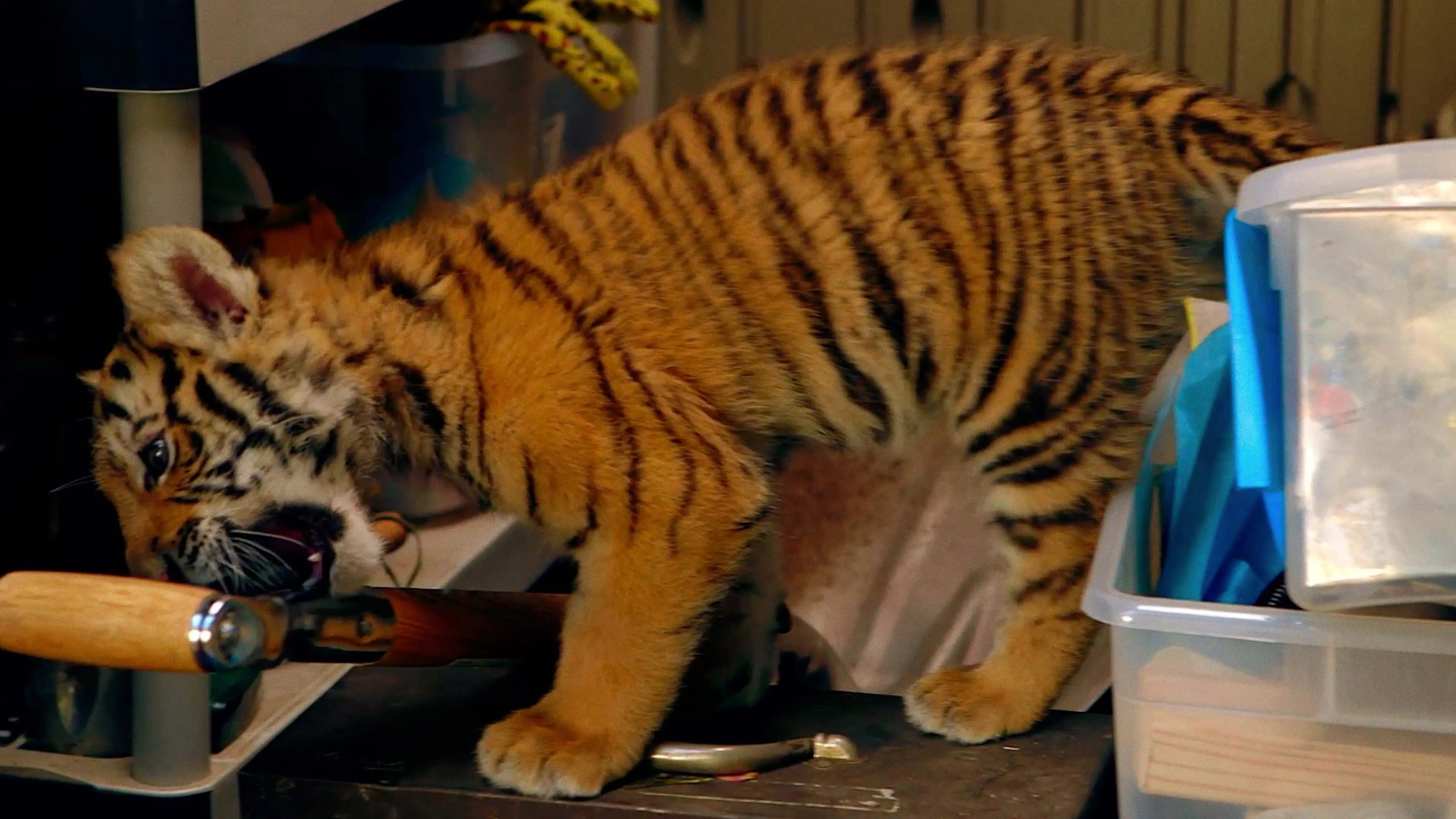 A Tiger's Tail backdrop